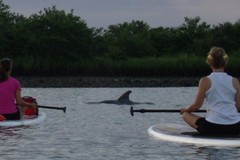 Create Listing: Salt Run Dolphin Stand Up Paddleboard Eco Tour- 1.5hrs