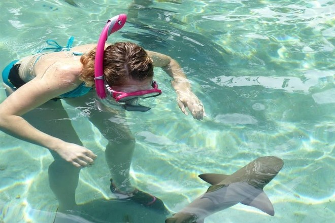 Shark Encounter - 45 mins