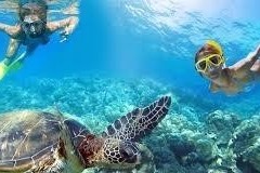 Create Listing: Snorkel & Swim with the Turtles Aboard MV Sea Wolf- 4hrs