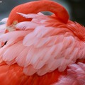 Create Listing: Flamingo Gardens Admission -SAVE OVER 20%