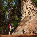 Create Listing: Yosemite and Giant Sequoias One Day Tour from San Jose