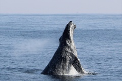 Create Listing: Whale Watch