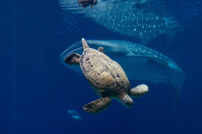 Georgia Aquarium - General Admission