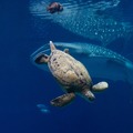 Create Listing: Georgia Aquarium - General Admission