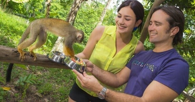 Monkeyland and Plantation tour: 5 hrs with Transportation