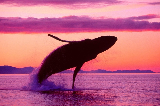 Whale Watching & El Limón Waterfall