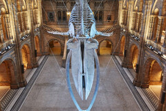 Create Listing: Natural History Museum of London Guided Tour - Semi-Private 