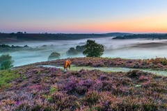 Create Listing: Durdle Door, Corfe Castle, New Forest