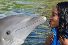 Create Listing: Swim With The Dolphins Adventure - In Lucea