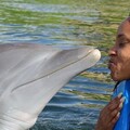 Create Listing: Swim With The Dolphins Adventure - In Lucea