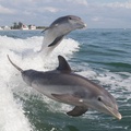 Create Listing: Dolphin Boat Tour